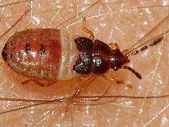 unidentified bug nymph